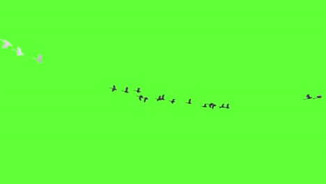 a flock of swans flying against green screen, chroma key, loop, 4k