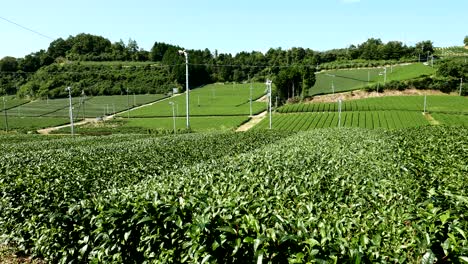 large tea farm