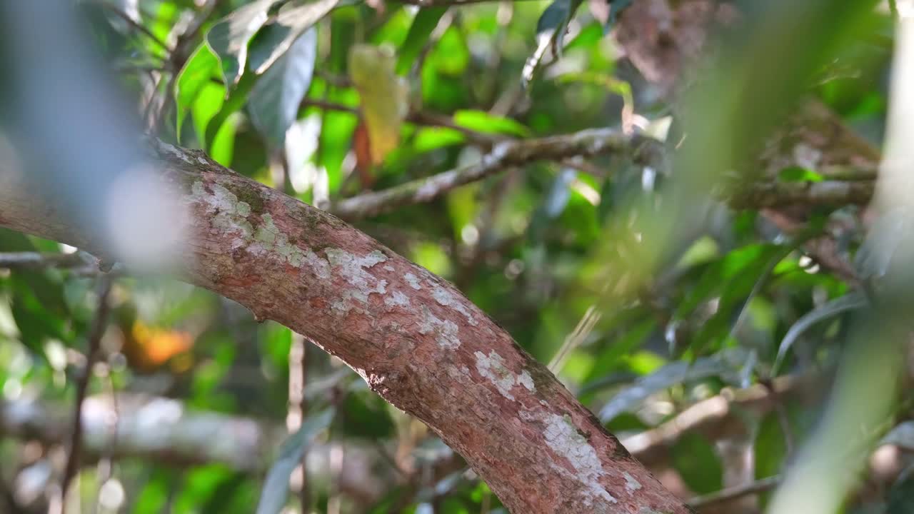visto desde su espalda posado en una rama y luego vuela lejos, de cola larga psarisomus dalhousiae, tailandia