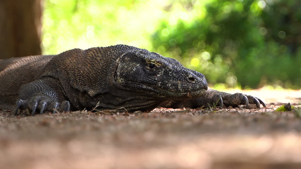 Berühmter Komodowaran in der Wildnis an einem Sommertag auf der indonesischen Insel Komodo. Mittlere Aufnahme.