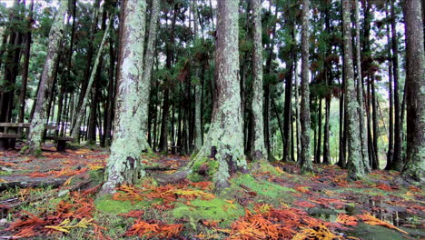 árboles-De-Un-Bosque-Volcánico,-Dentro-De-La-Caldera-De-Un-Volcán,-Junto-Al-Lago-Lagoa-Das-Furnas-En-La-Isla-De-Sao-Miguel-De-Las-Azores-Portuguesas