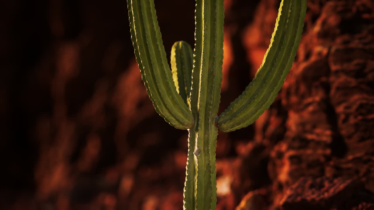 cactus en el desierto de arizona cerca de piedras de roca roja