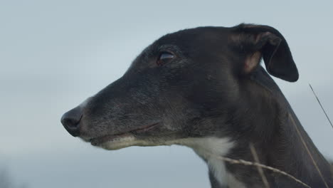 greyhound pet animal with long neck, closeup