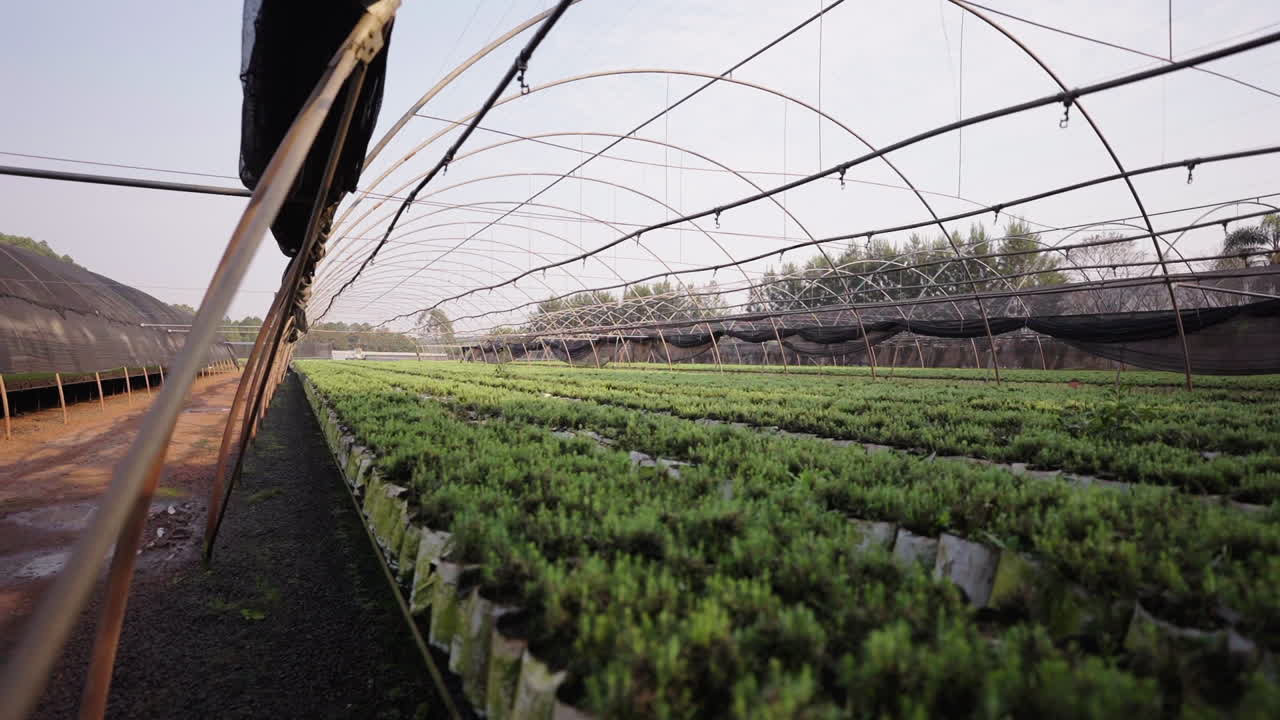 Rows of green plants in an agricultural greenhouse with visible supports and framework.