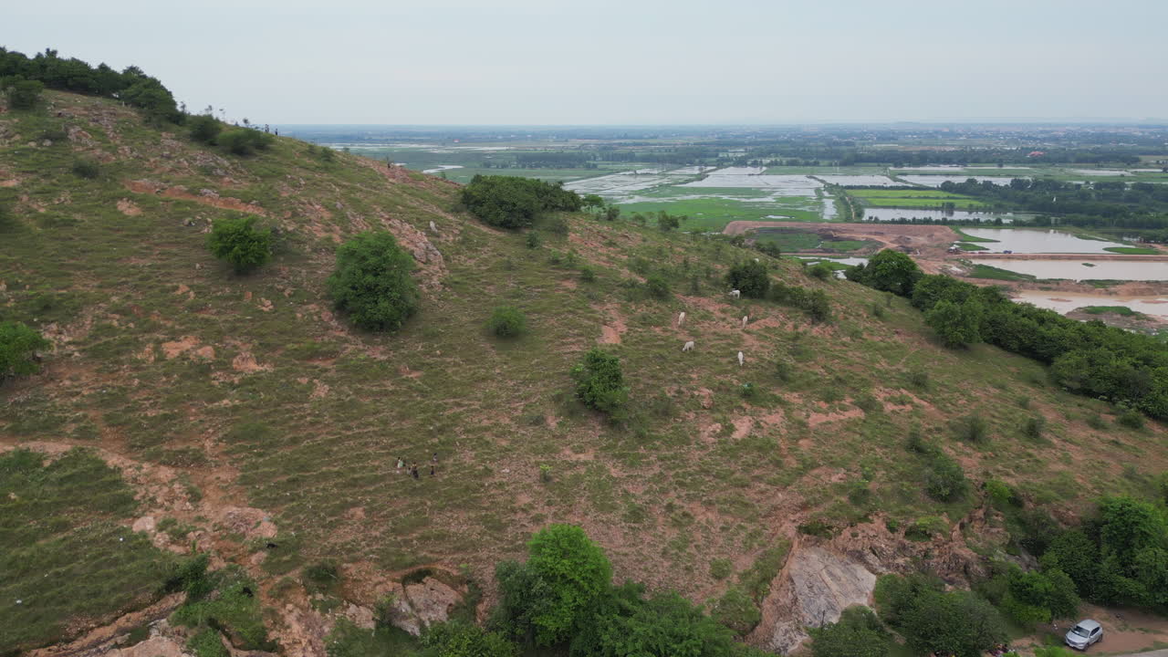 cabras en la colina de phnom krom siem reap camboya
