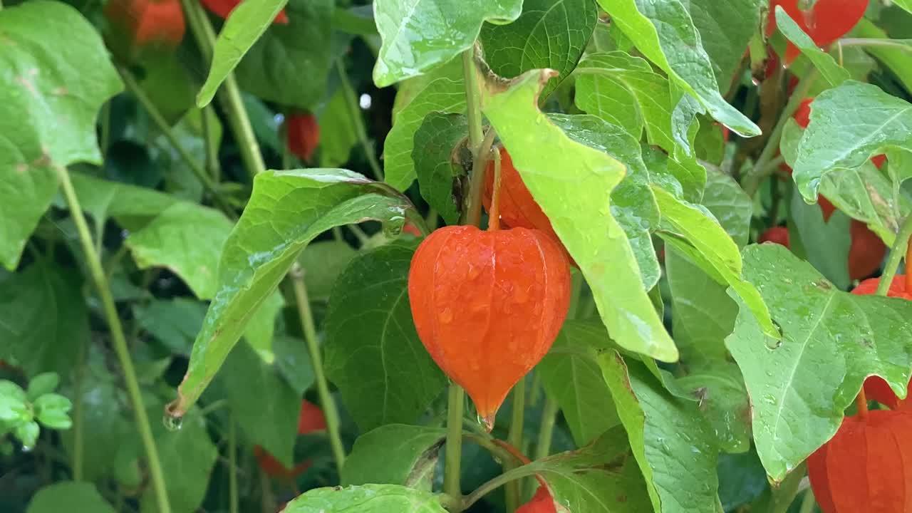 Close-up of orange physalis lantern flowers and green leaves under water spray. Garden scene combining ornamental beauty, plant care, and refreshing irrigation detail