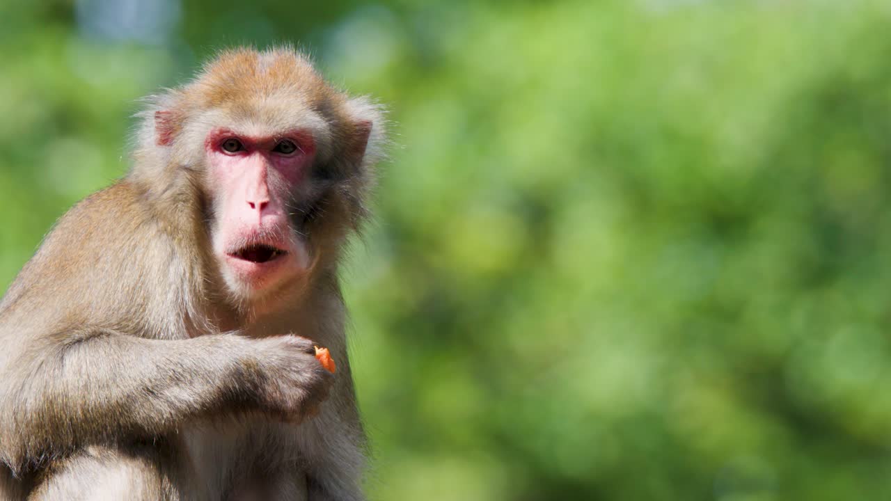 Rhesus macaque sits on log, eating fruit, daylight, close-up, natural green background, steady camera