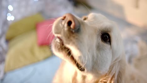 Close-up-of-white-dog-sitting-at-home,-slow-motion