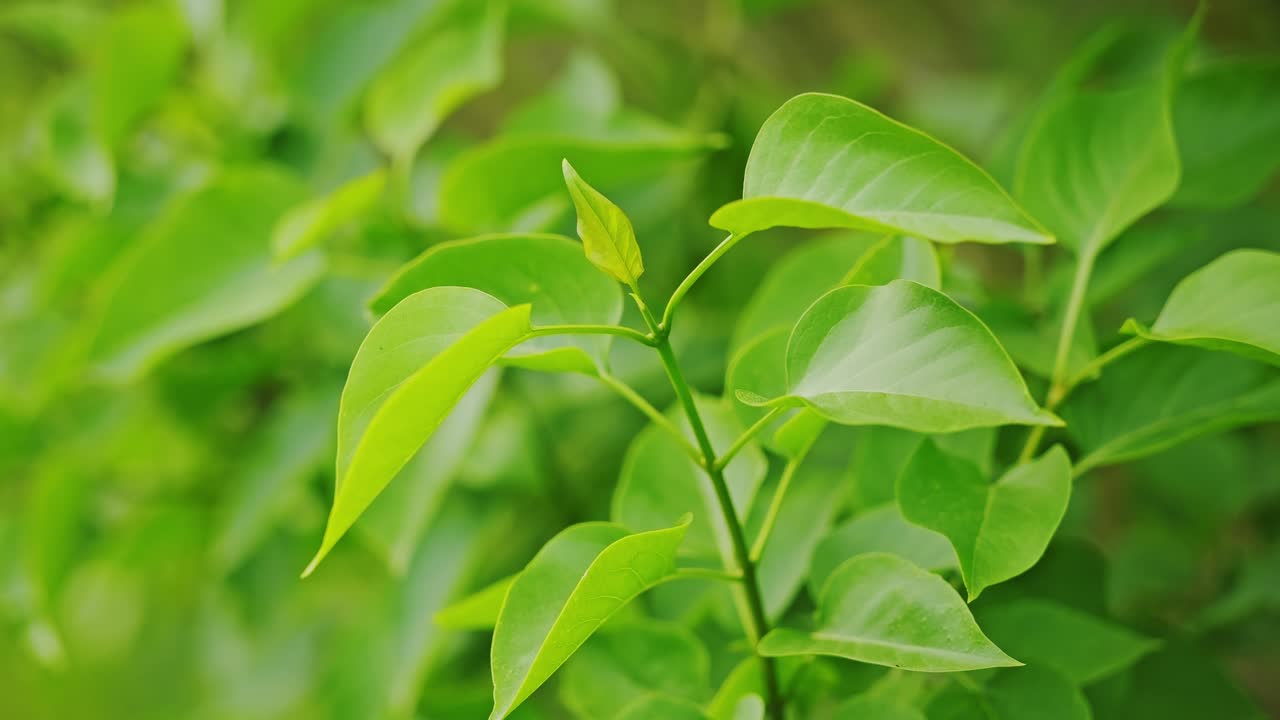 Slow motion close up of spring leaves gently moving in wind, Victory Park Latvia