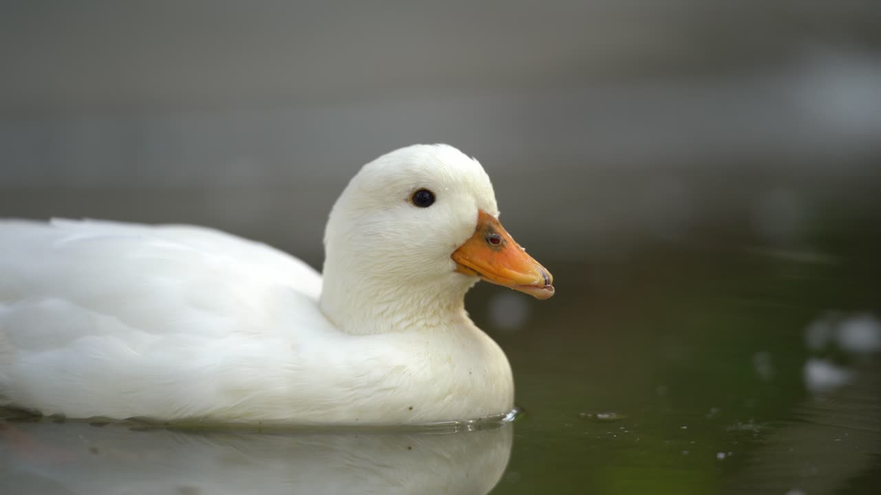 Un tranquillo anatra bianca che galleggia sull'acqua