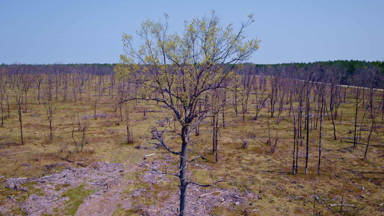 드론으로 찍은 광범위한 산불 후유증의 공중 촬영.