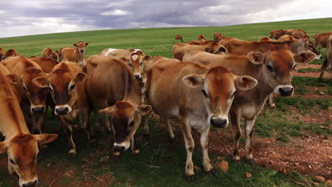 vacas en una gran granja lechera