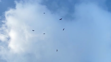 Hand-held-shot-of-large-birds-of-prey-hovering-in-the-sky-looking-for-prey-in-Sylhet