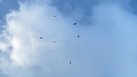 Toma-Manual-De-Grandes-Aves-Rapaces-Flotando-En-El-Cielo-Buscando-Presas-En-Sylhet