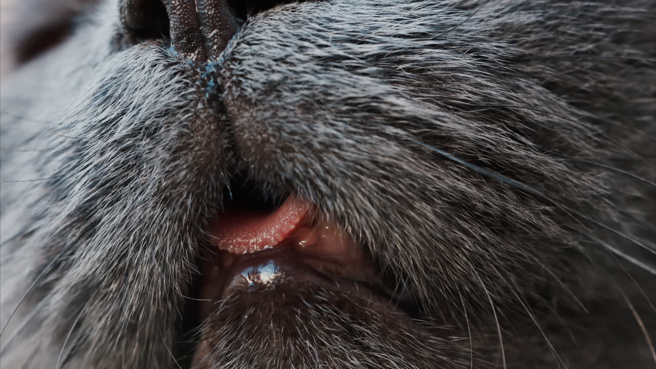 Close up of a cat's open mouth, whiskers, and nose details