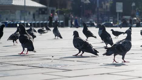 pigeons walking on a city street