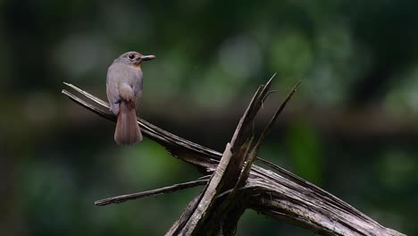 the hill blue flycatcher is found at high elevation habitat it has blue feathers and orange-like breast for the male, while the female is pale cinnamon brown and also with transitioned orange breast