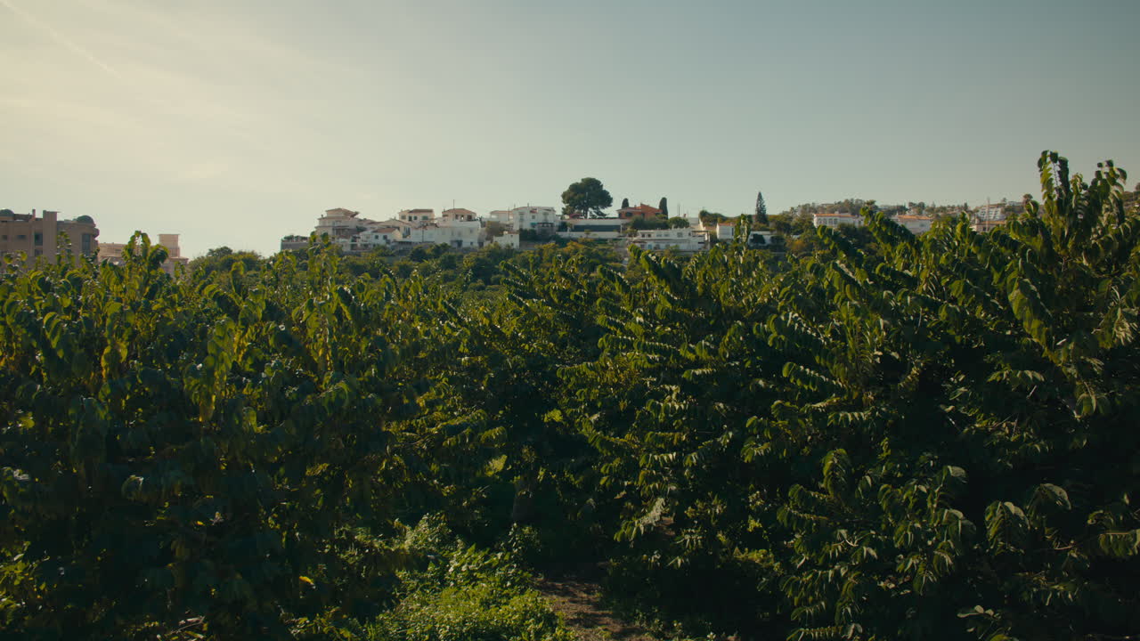 Lush fruit orchards fill the foreground while white houses on a hillside overlook the agricultural landscape in Andalusia
