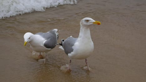 pair of seagulls wads on a sandy beach of baltic sea