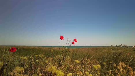 flores de amapola rojas en un campo verde