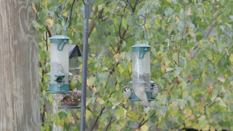 small birds perched on green hanging feeders, feeding on seeds and nuts against a leafy background.