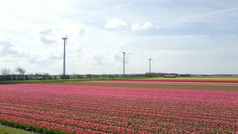 Pulsierendes-Tulpenfeld-Mit-Windkraftanlagen-Für-Erneuerbare-Energien-In-Holland