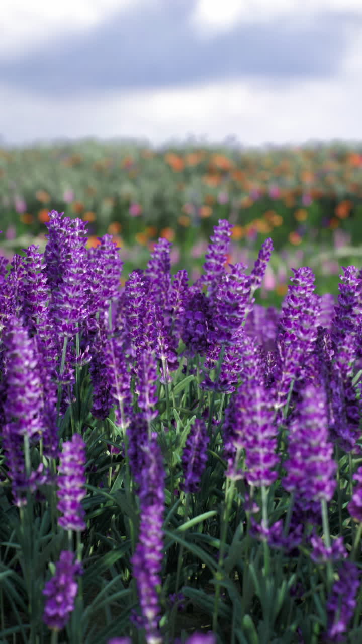 Campi di lavanda in fiore sotto un cielo nuvoloso in uno splendido scenario di campagna