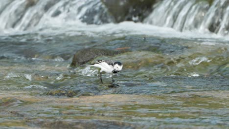 White-Wagtail--Feeding-Alga-in-Running-Shallow--Stream