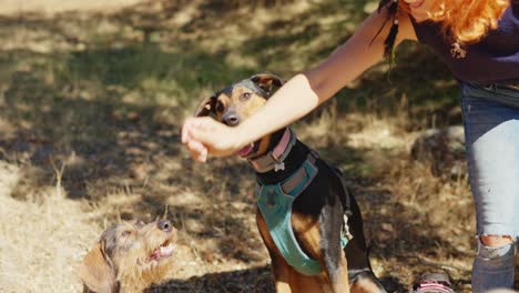 woman interacting with multiple dogs outdoors