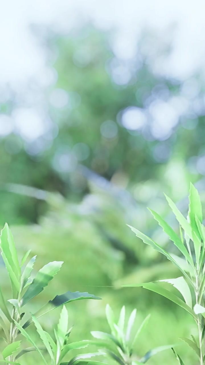 Hellgrüne Blätter in einem sonnigen Wald tagsüber