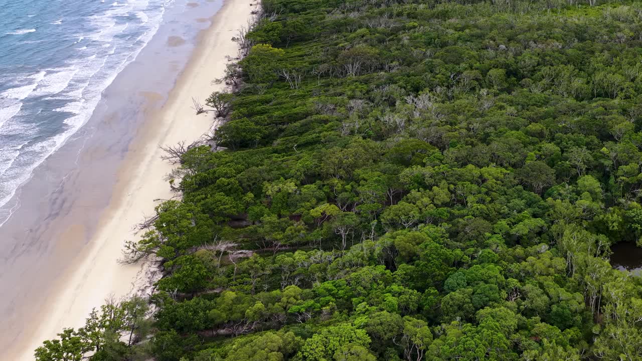 Drone glides above lush rainforest meeting sandy beach and ocean, revealing dense foliage, palm trees, and natural coastline in bright daylight