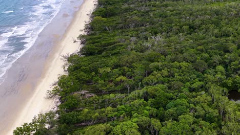 drone glides above lush rainforest meeting sandy beach and ocean, revealing dense foliage, palm trees, and natural coastline in bright daylight