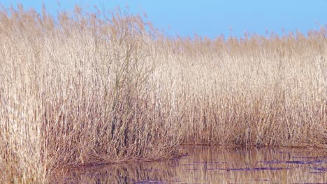 vapores de caña beige seca en el viento, plantas de caña cerca del lago, parque natural del lago pape, día soleado de primavera, gran tiro