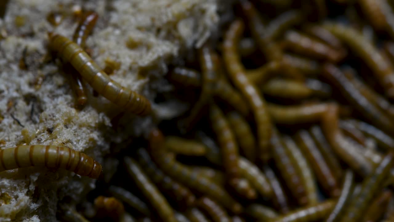 el gusano de la harina es una especie de escarabajo oscuro que se usa para alimentar mascotas como peces, serpientes, pájaros y ranas