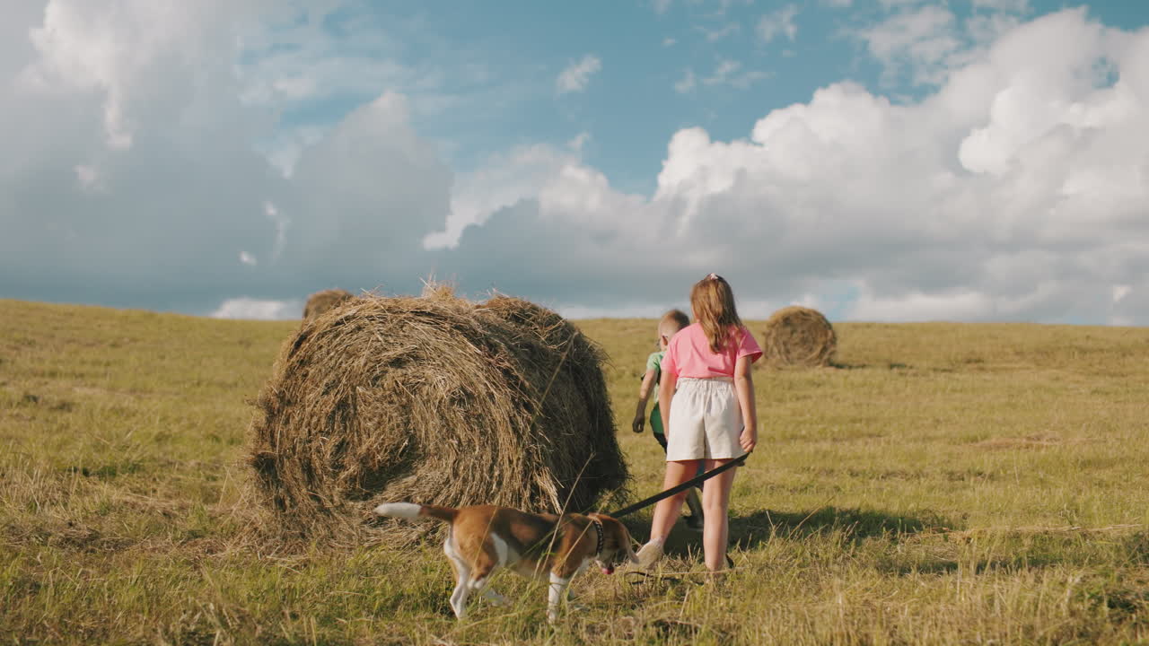 девушка тянет игривую собаку на поводке, в то время как двоюродный брат бежит вокруг сенобоя в открытом поле, собачьи уши размахивают, когда она движется по траве, полная энергии под ярким небом с рассеянными облаками