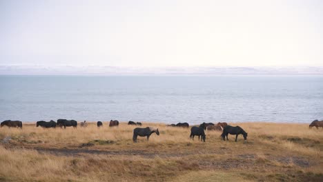 herd of icelandic wild horses grazing in grassy meadow on sea coast