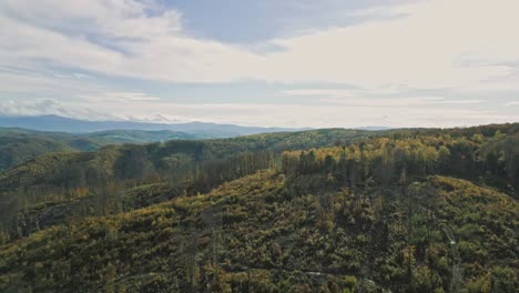 Flug-über-Einen-Großen-Wald-Mit-Landschaft