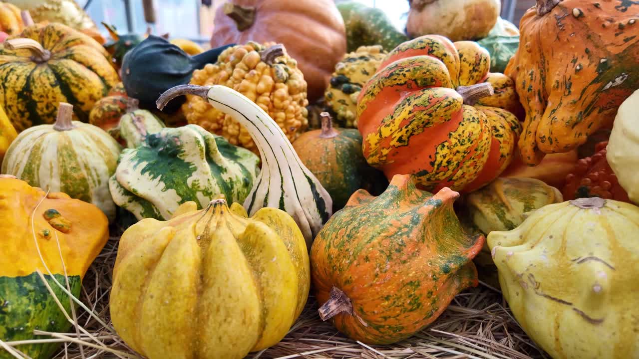Close-up of colorful ornamental gourds, variety of shapes, colors, autumn and harvest themes