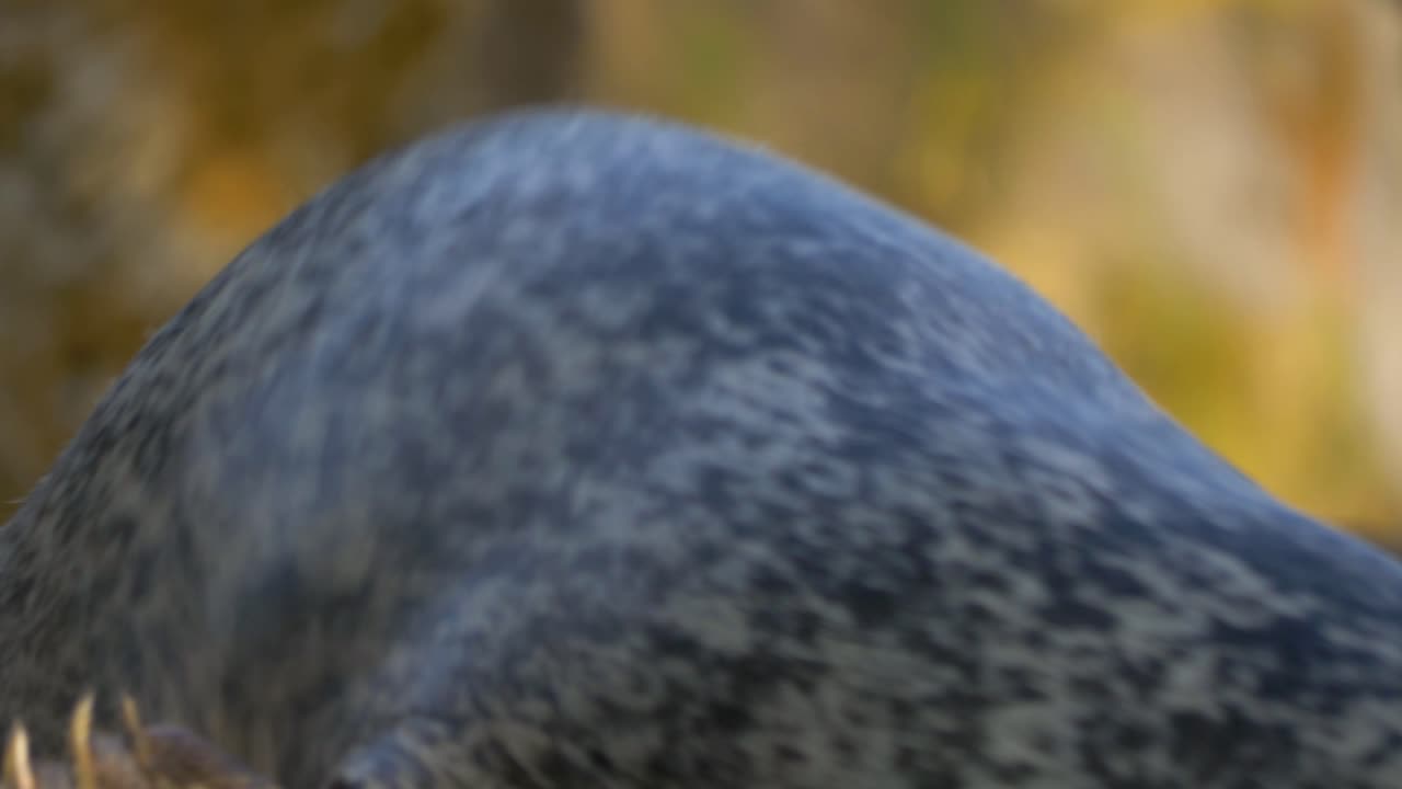 육지에서 움직이는 겁에 질린 점박이 물개의 슬로우 모션