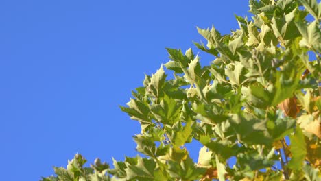 autumn leaves on the blue background in 4k slow motion 60fps