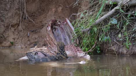 monitor de agua asiático, varanus salvator, comiendo el cadáver de un ciervo sambar, parque nacional khao yai, tailandia