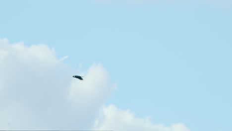 two northern lapwing birds flying high in sky below clouds