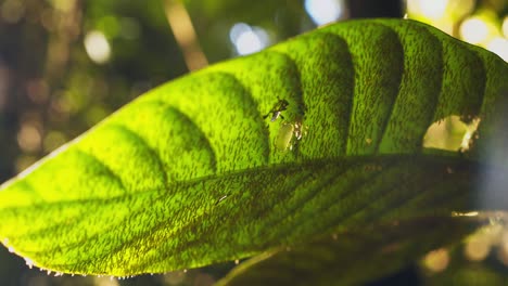 large group of mosquitoes sitting under a huge leaf with holes, they belong to the lutzomyia type causing leishmaniasis disease