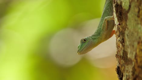 green anolis lizard watches the insects flying around as it is facing downwards from the tree