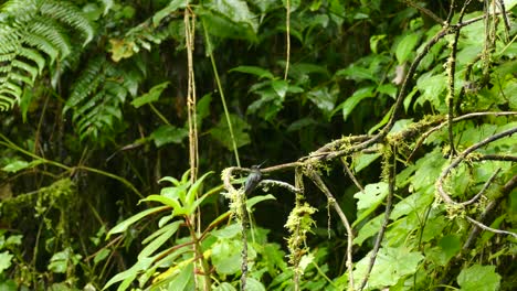 cute little colibri sitting on a branch in exotic colorful green forest