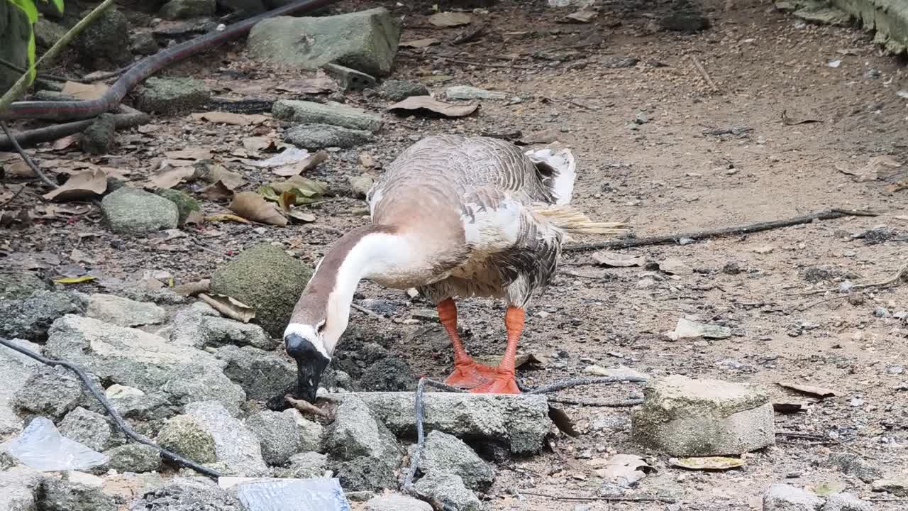 먹이를 찾는 거위