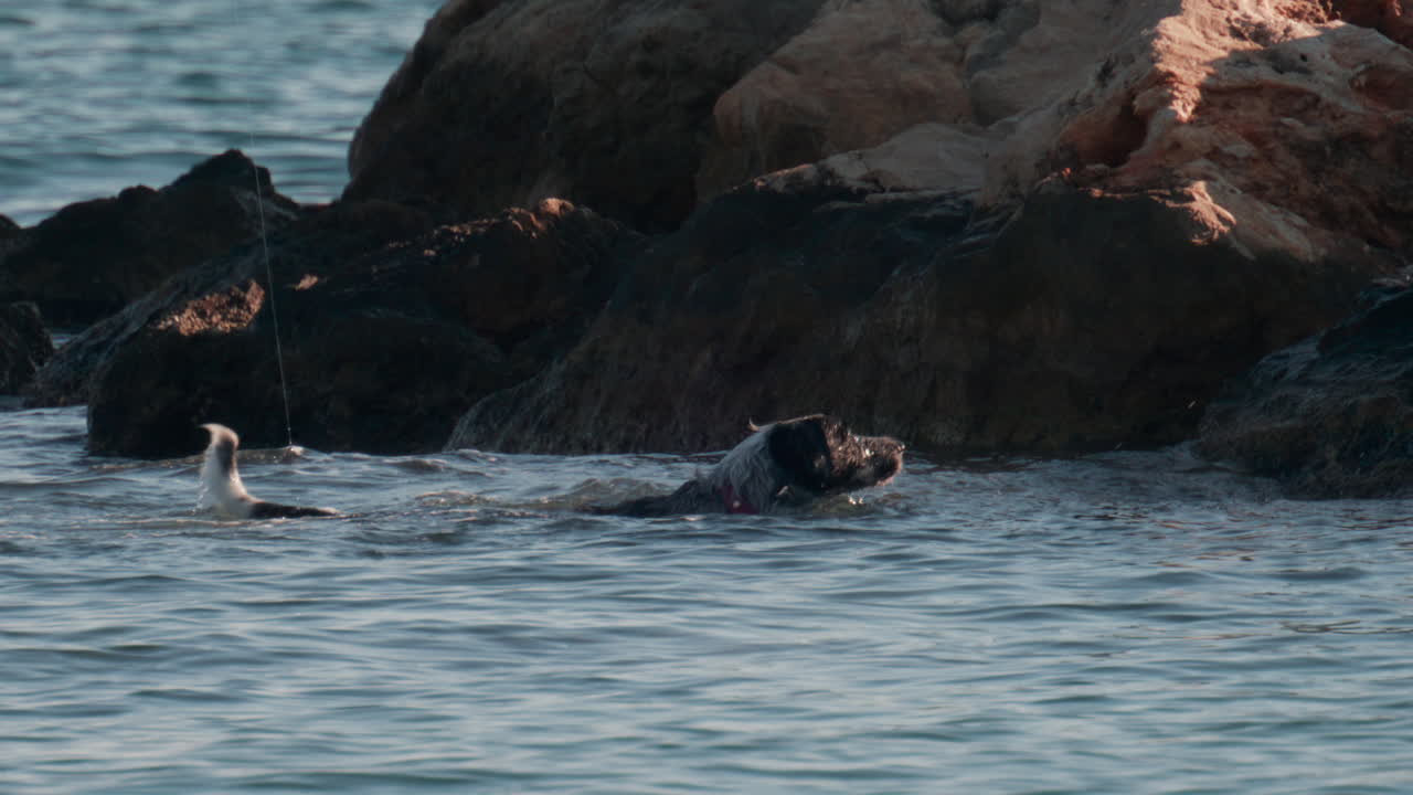 A dog splashes playfully against the coastal rocks, surrounded by gentle Mediterranean waves