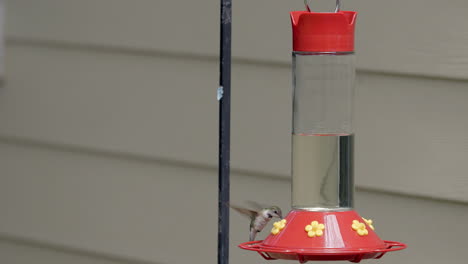 Un-Colibrí-Aterriza-En-Un-Comedero-Para-Pájaros-En-Un-Patio-Trasero-Y-Luego-Se-Va-Volando-En-Cámara-Lenta