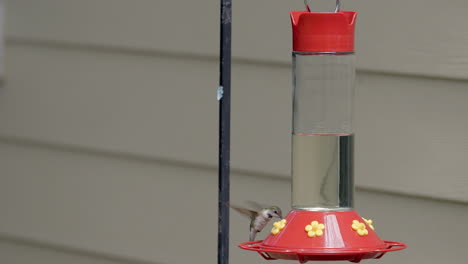 un colibrí aterriza en un comedero para pájaros en un patio trasero y luego se va volando en cámara lenta