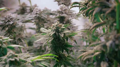 shot of a cannabis plants growing in a grow tent during flowering stage